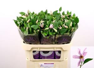 10x Clematis amazing miami 70cm