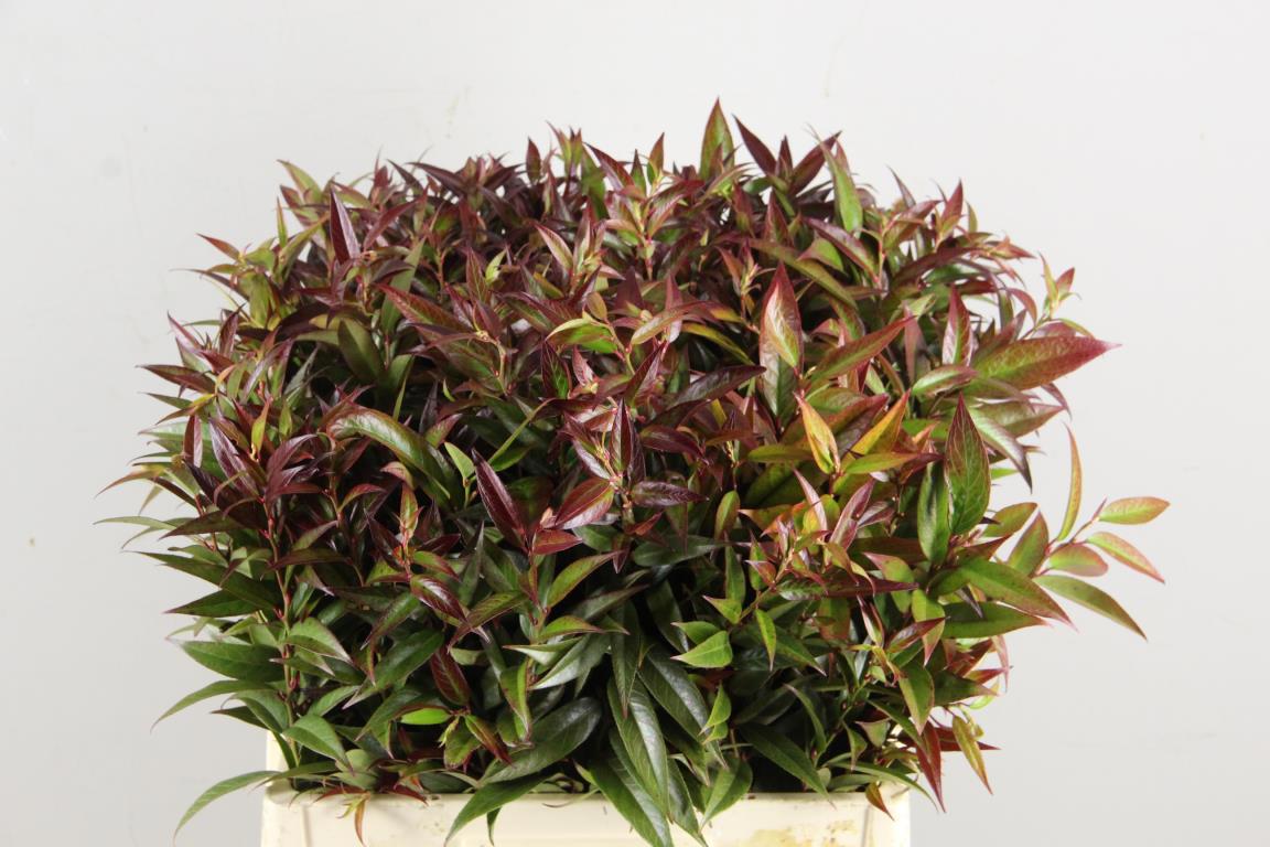 10x Sg leucothoe natuur rood 60cm