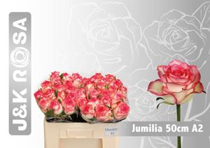 10x Rosa jumilia 50cm