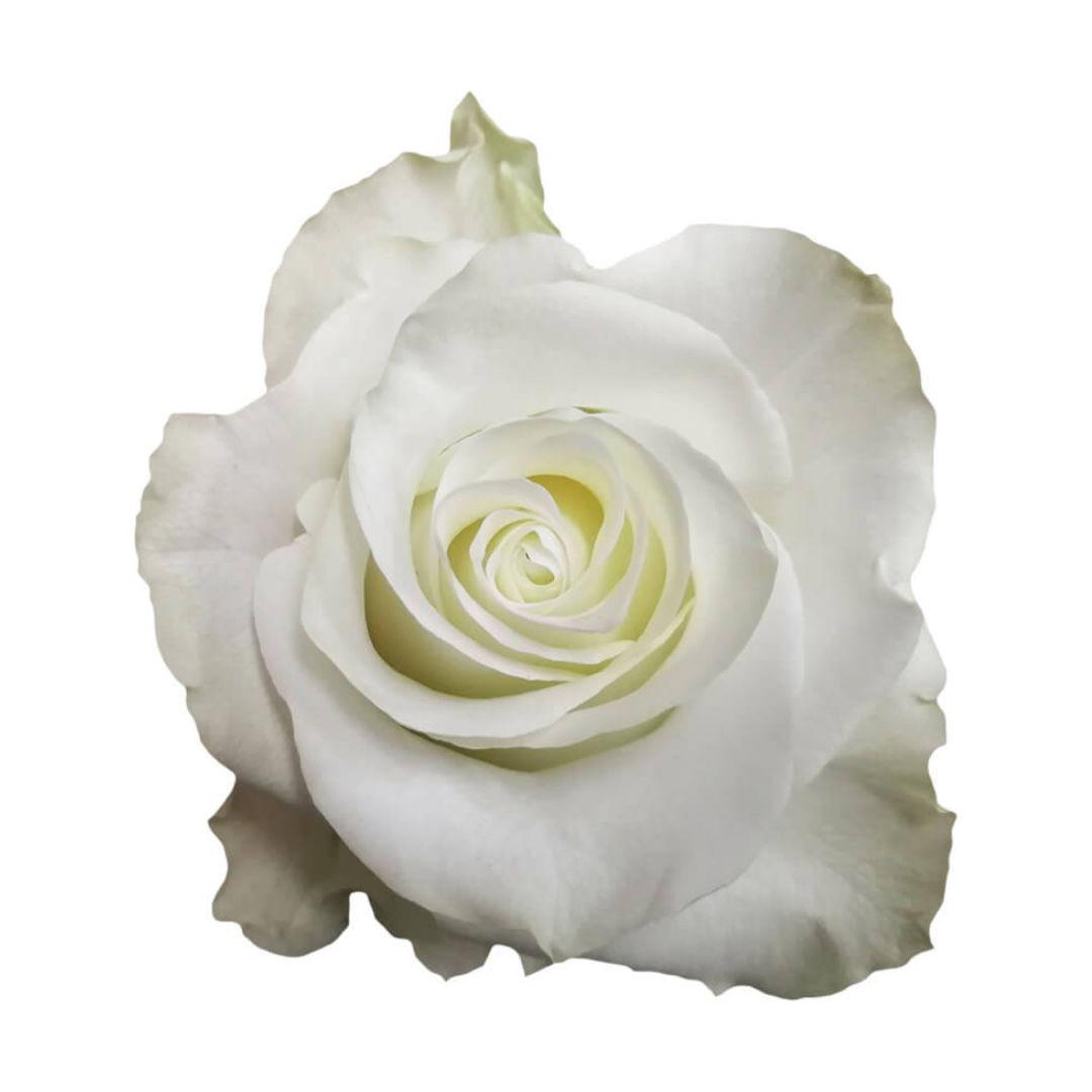 10x Rosa mia 60cm