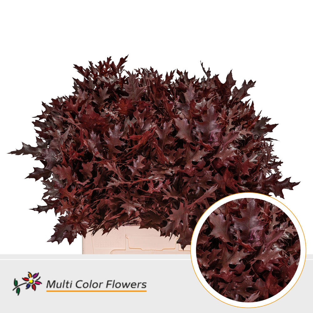 100x Sg quercus bordeaux 60cm