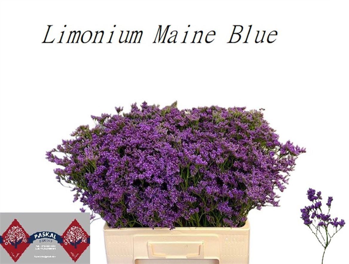 25x Lim.maine blue 60cm