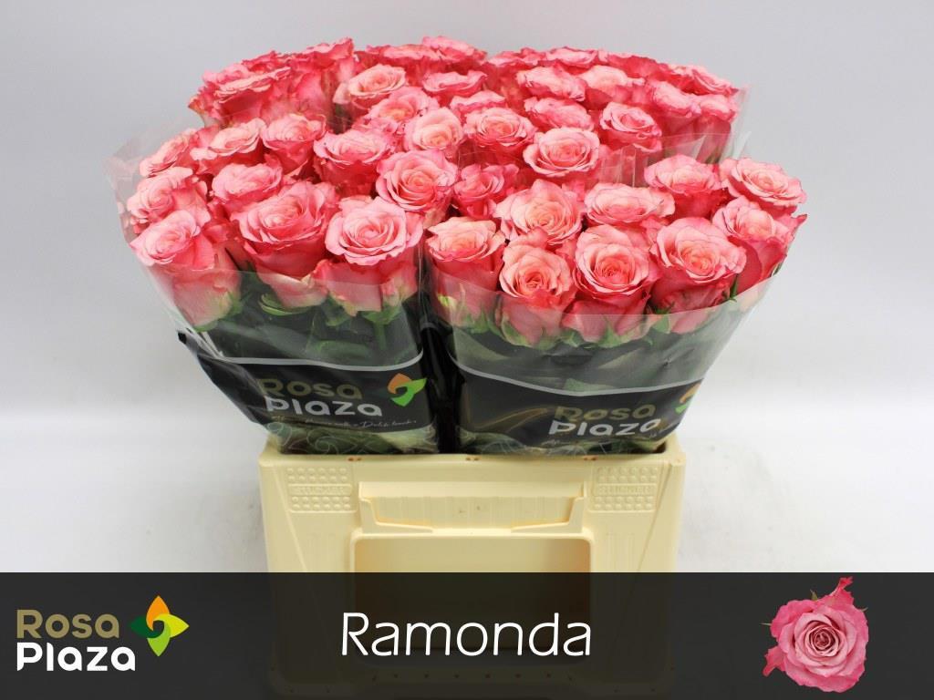 10x Rosa ramonda 40cm
