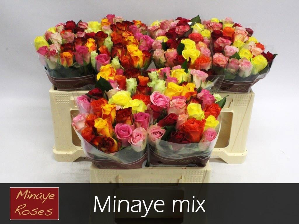 20x Rosa rainbow minaye 30cm
