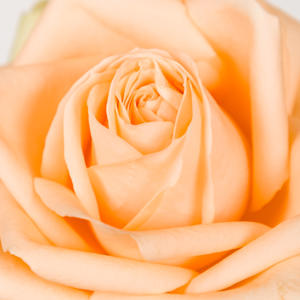 10x Rosa avalanche peach+ 60cm