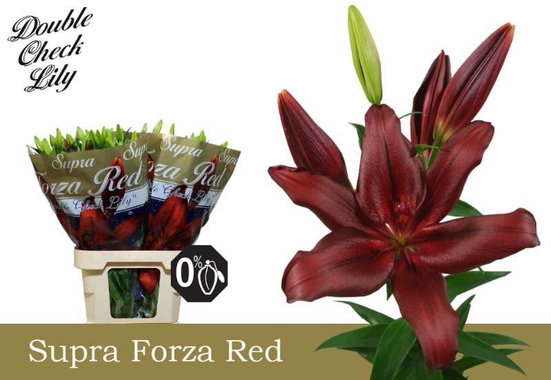 10x Lil.forza red 80cm