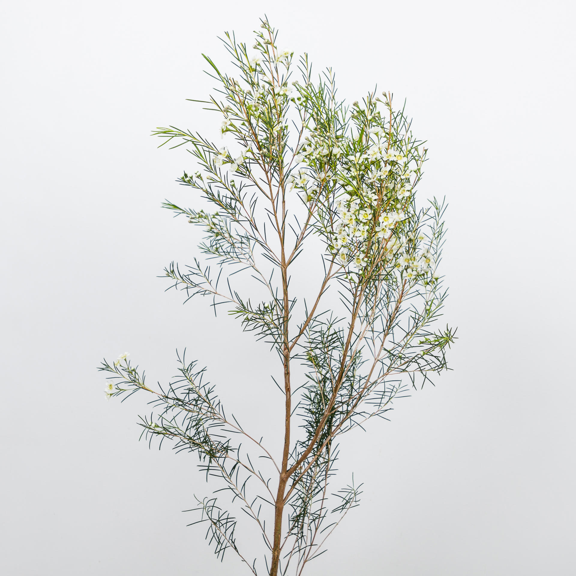 25x Cham.ofir 60cm