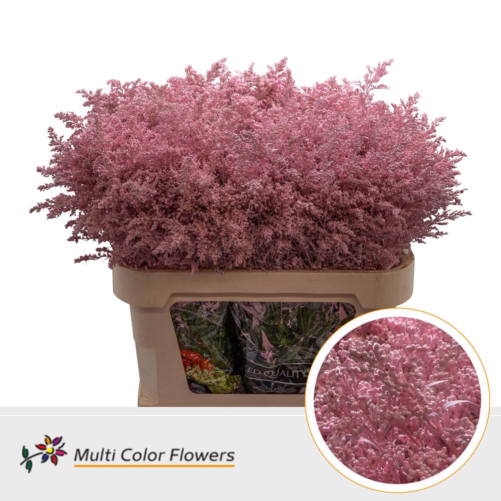 25x Solid.(v) roze 80cm