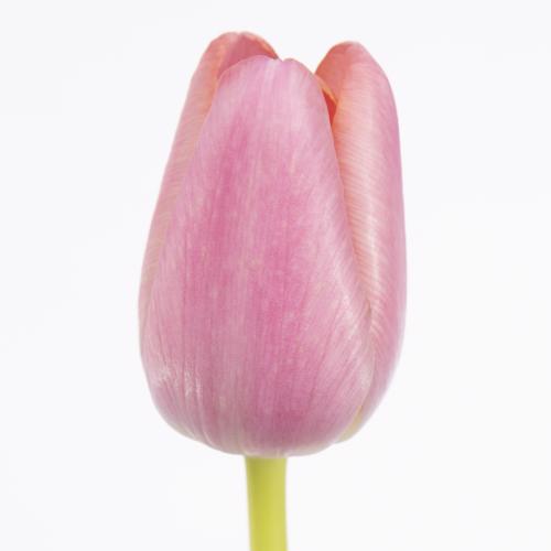 50x Tulipa tresor en 30cm
