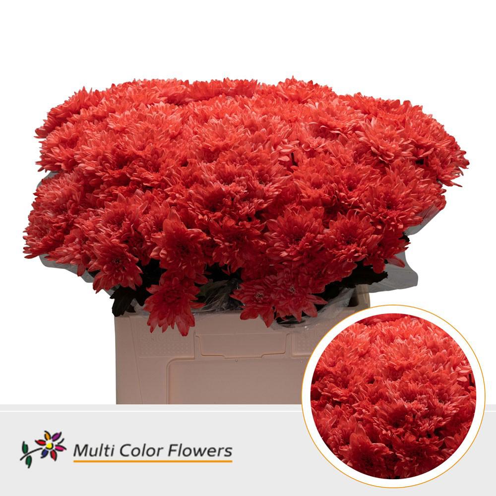 10x Chrysant baltica rood 60cm