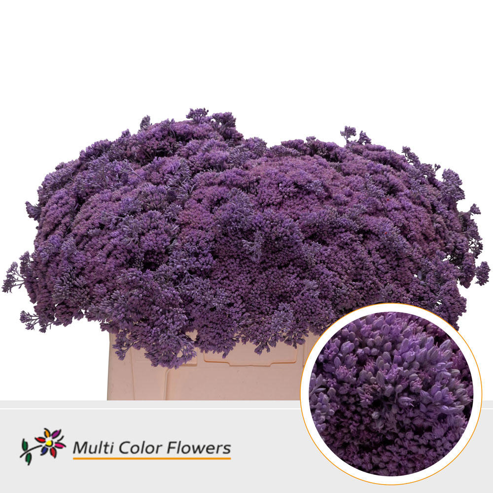 25x Sedum milka 50cm