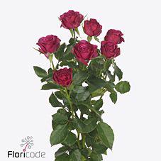 10x Rosa cheyenne 50cm
