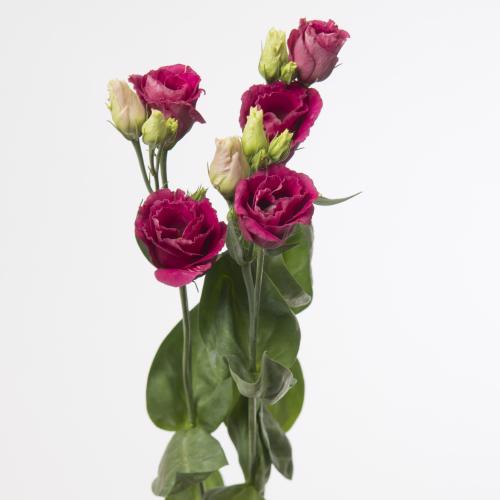 10x Eust.arosa red du 70cm