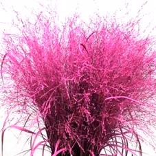 50x Gs panicum erica 80cm