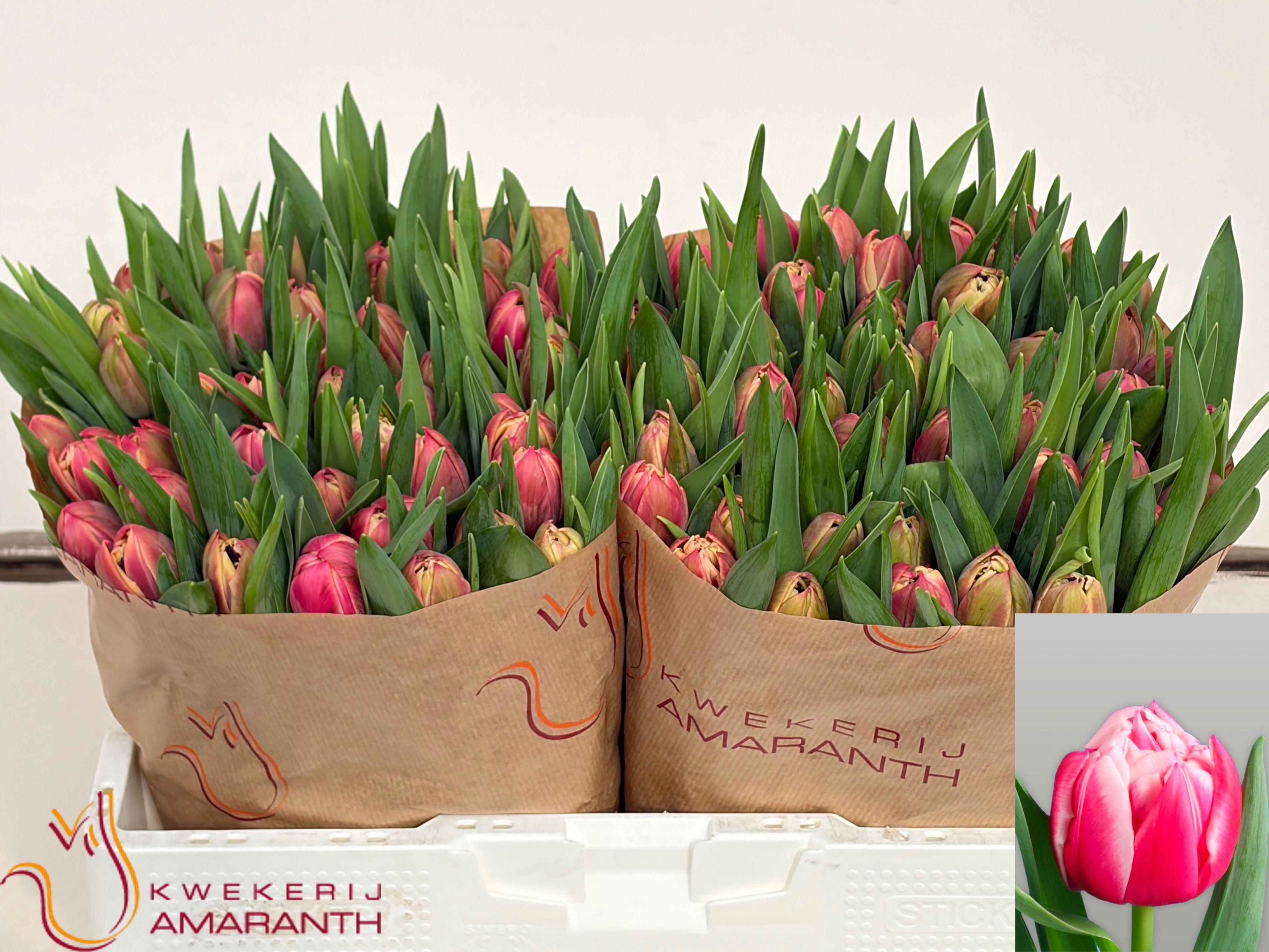 50x Tulipa columbus du 40cm