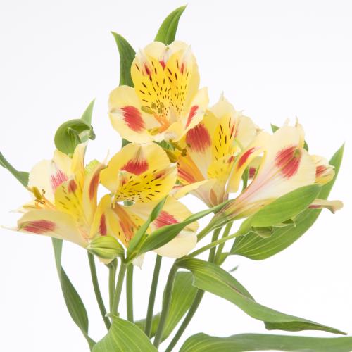 10x Alstroemeria bali 70cm