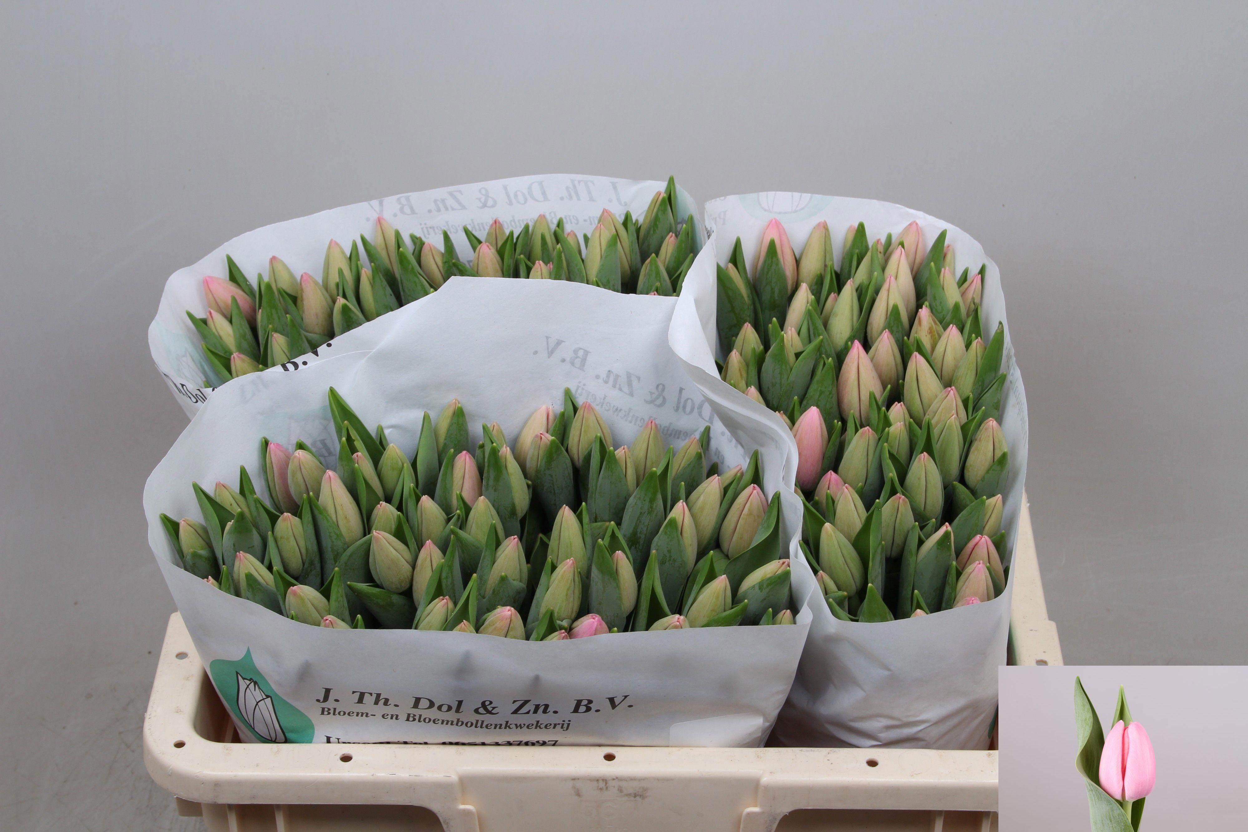 50x Tulipa tresor en 30cm