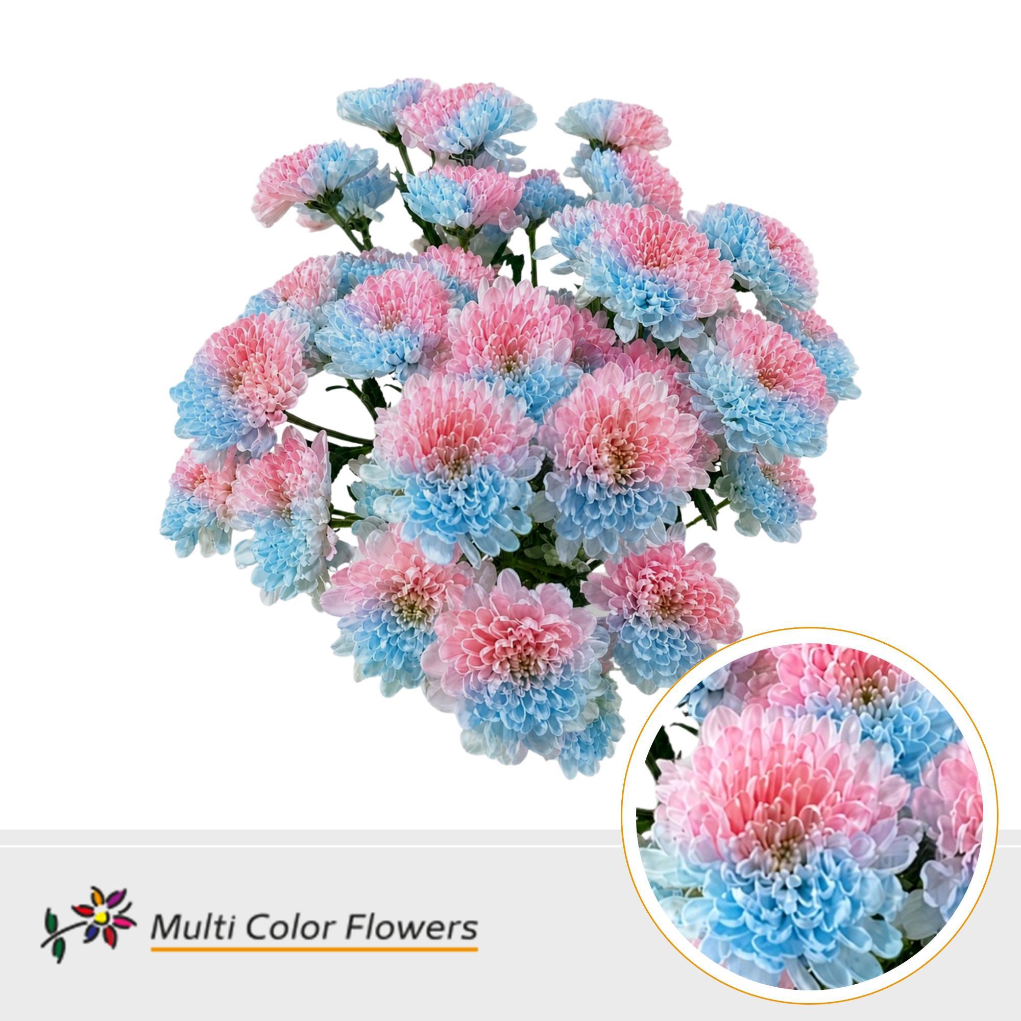 10x Chrysant overig 60cm