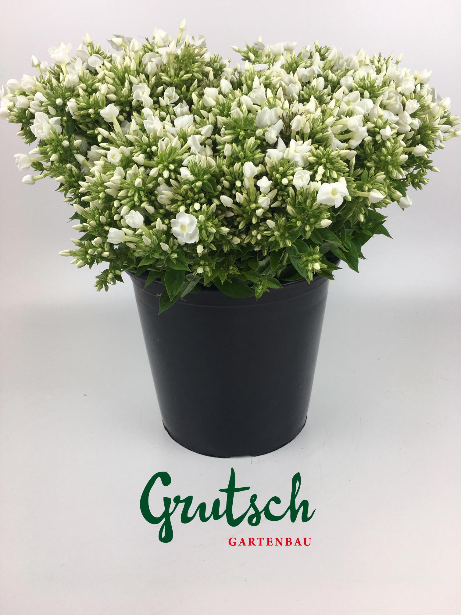 1x Phlox - wit 40cm
