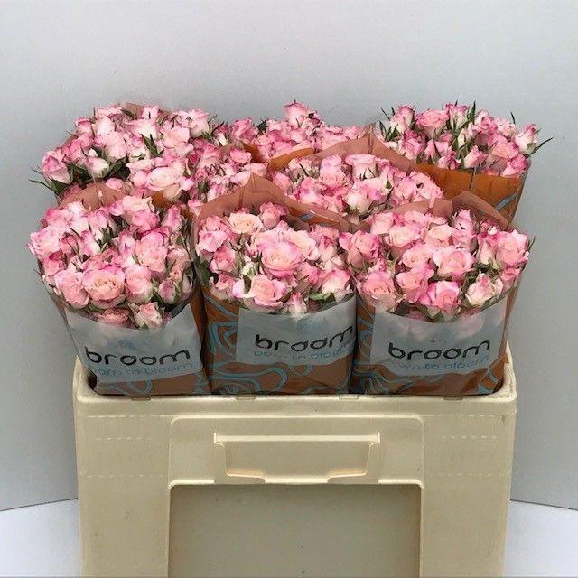10x Rosa speaking blossoms 50cm