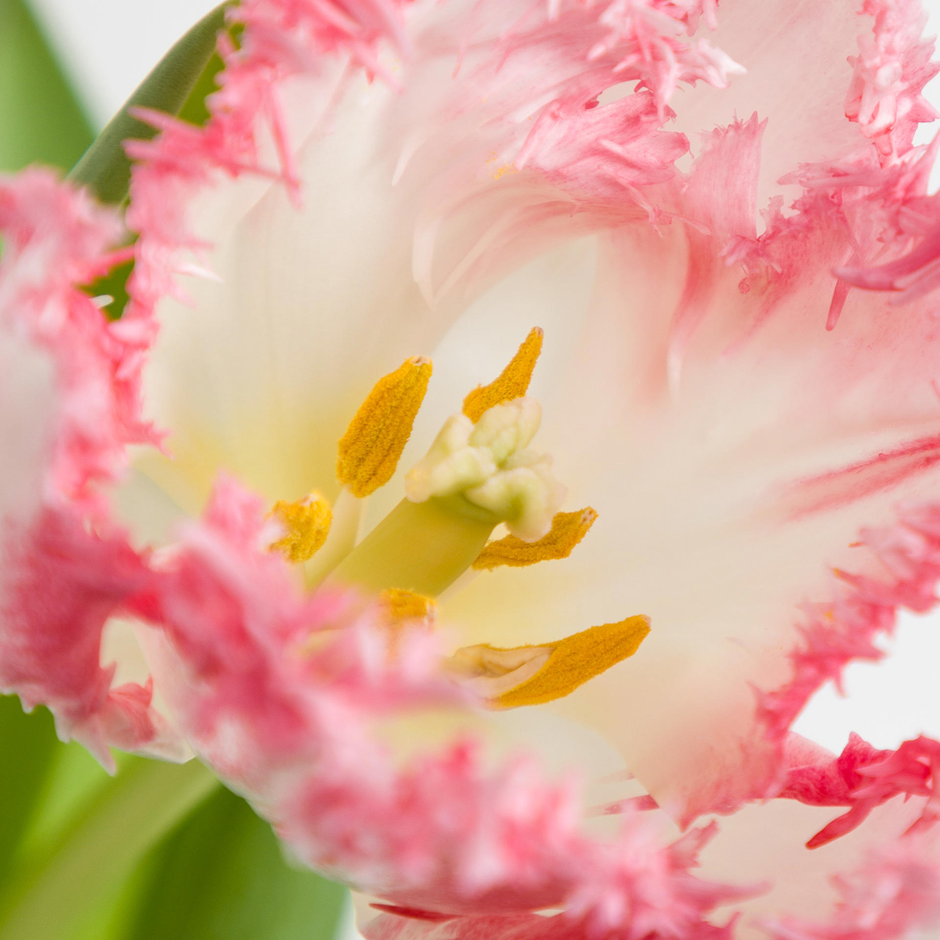 50x Tulipa neglige gf 40cm