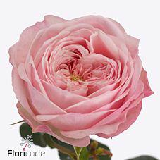 10x Rosa mansfield pink park 40cm