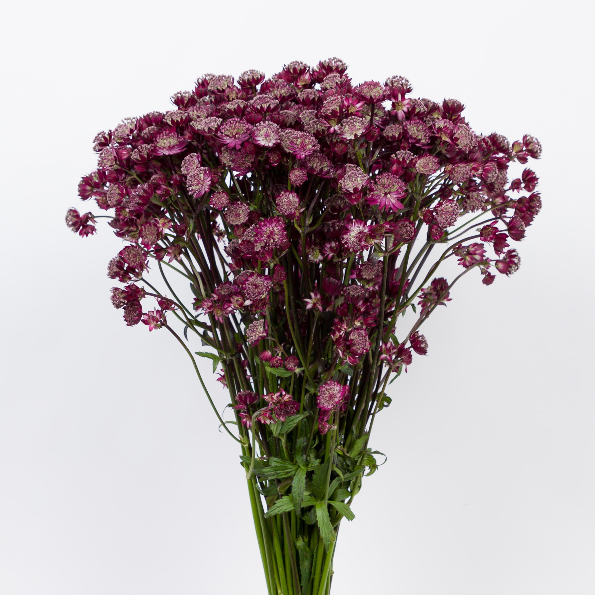25x Astrantia star of love 60cm