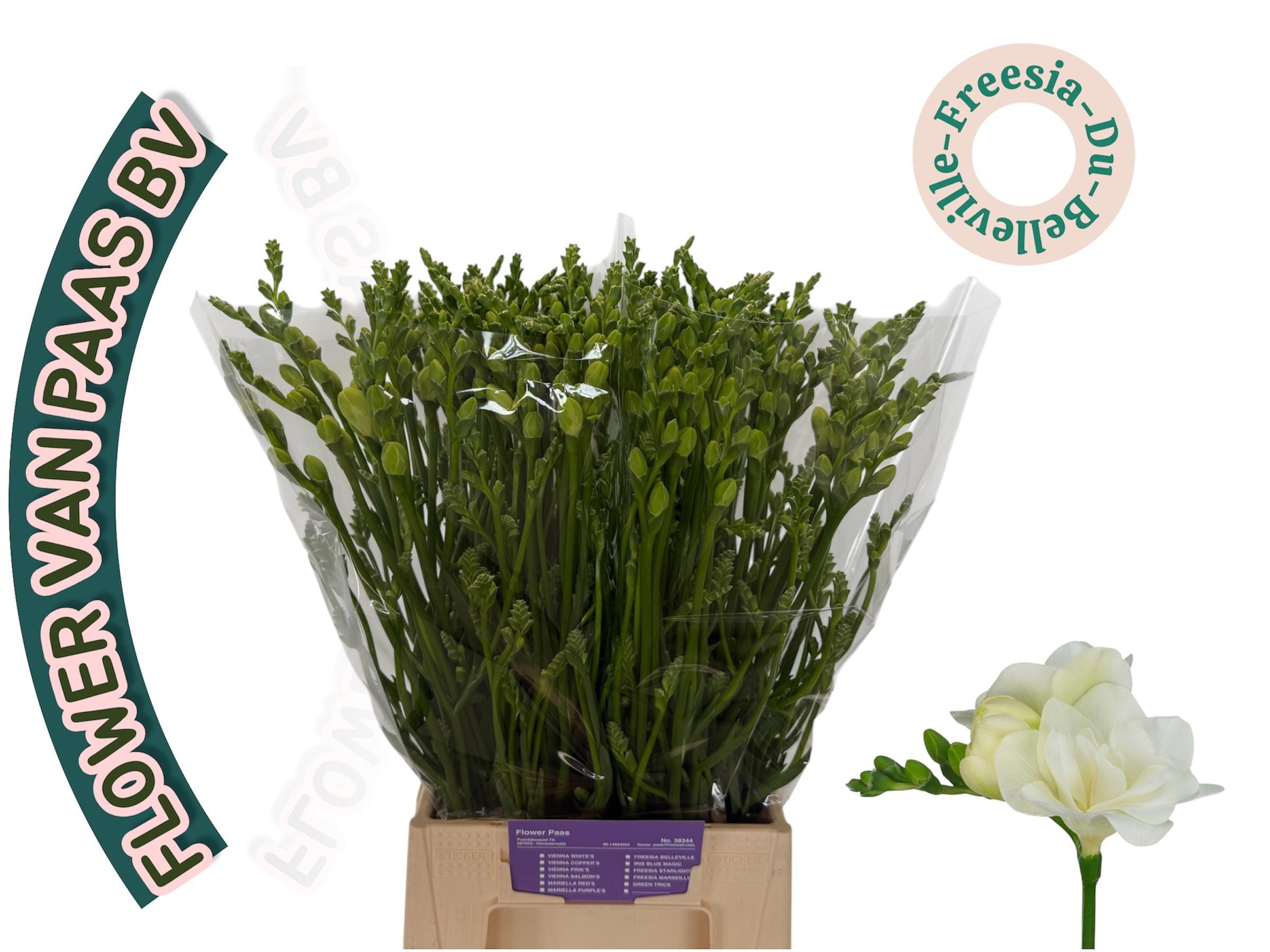 50x Freesia belleville du 50cm