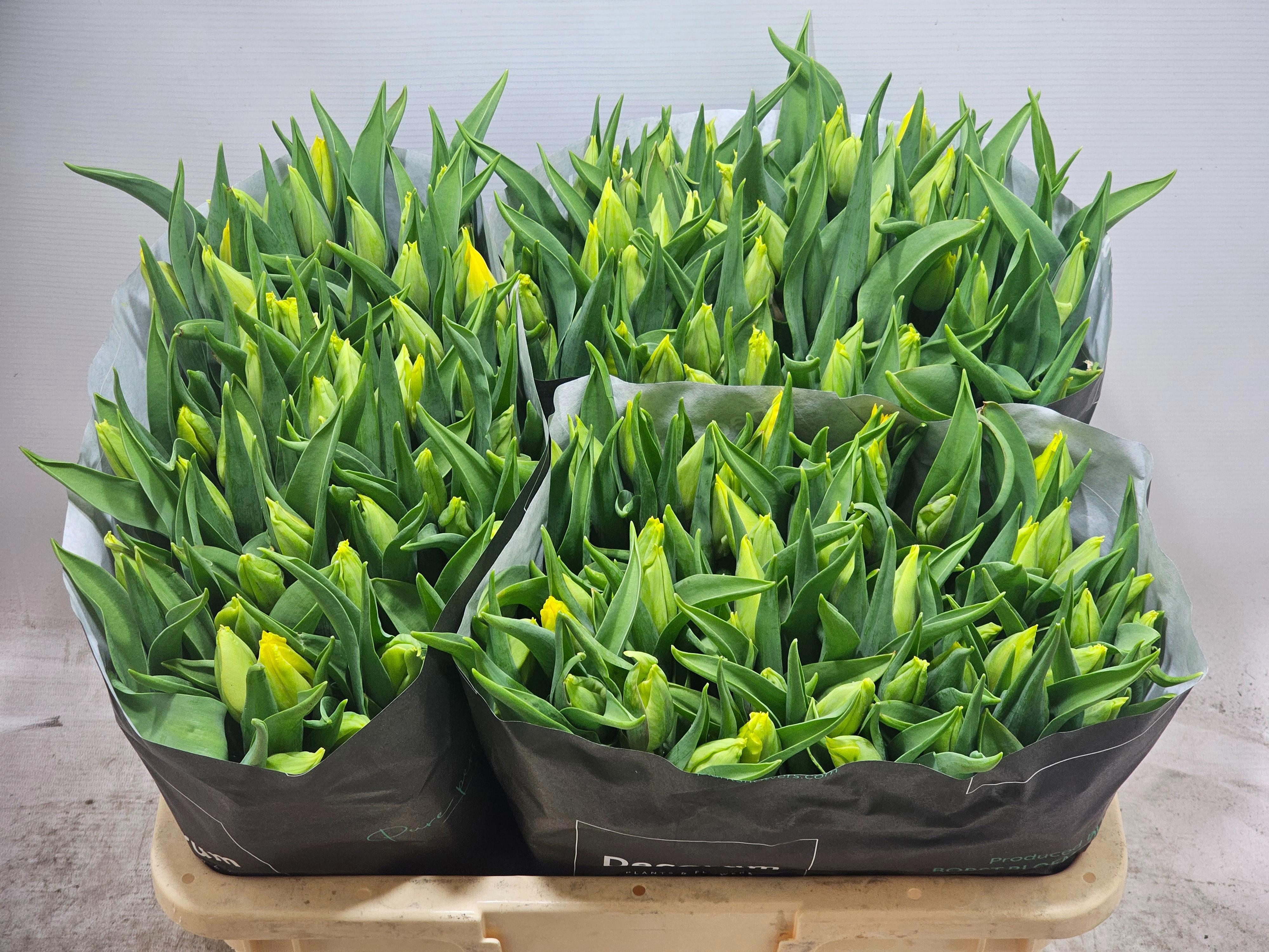 50x Tulipa strong gold en 40cm