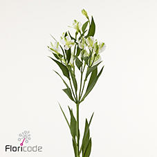 10x Alstroemeria flor.charmelia alba 70cm