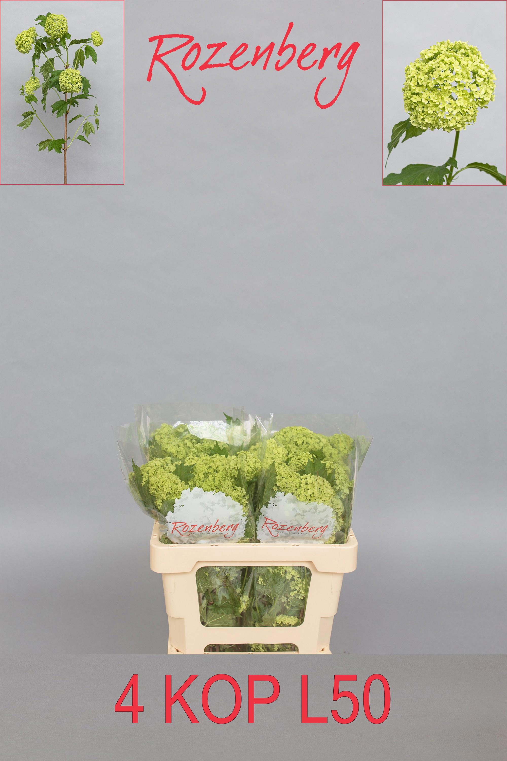 10x Vibur.roseum 50cm