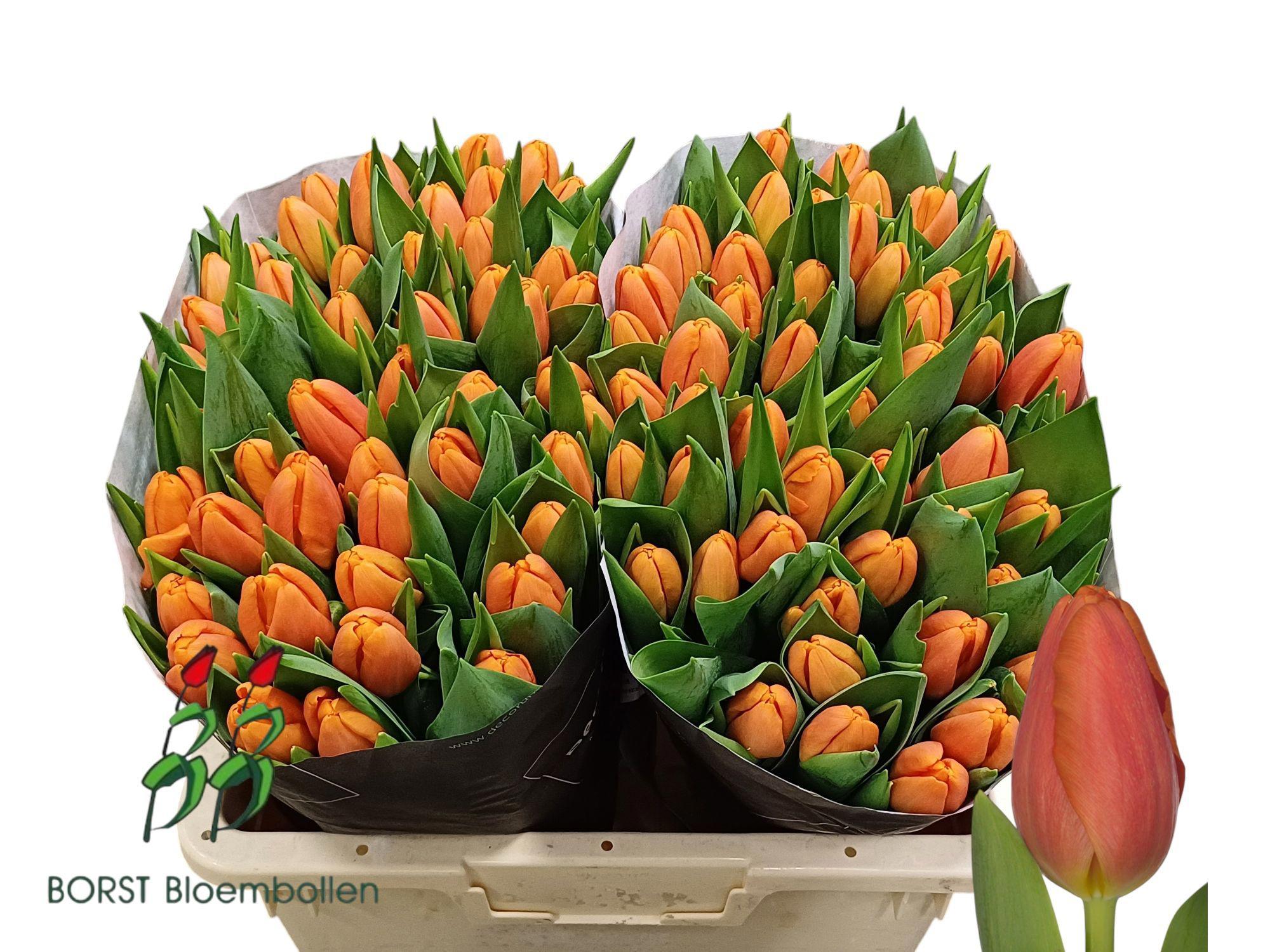50x Tulipa time out en 40cm