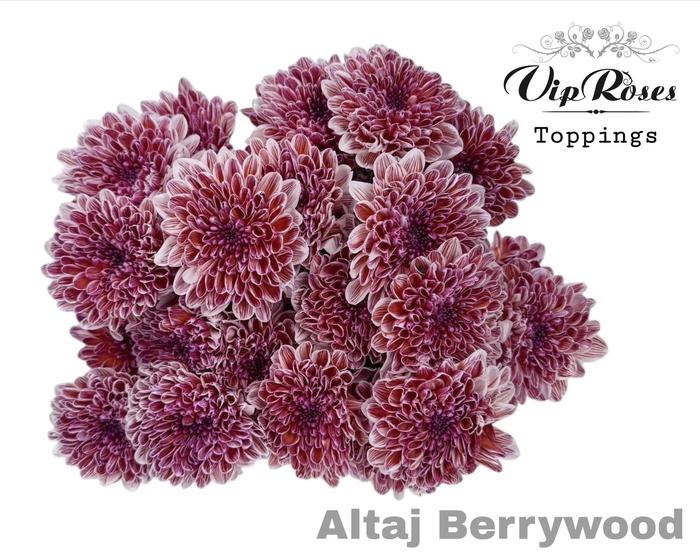 10x Chrysant altaj berrywood 60cm