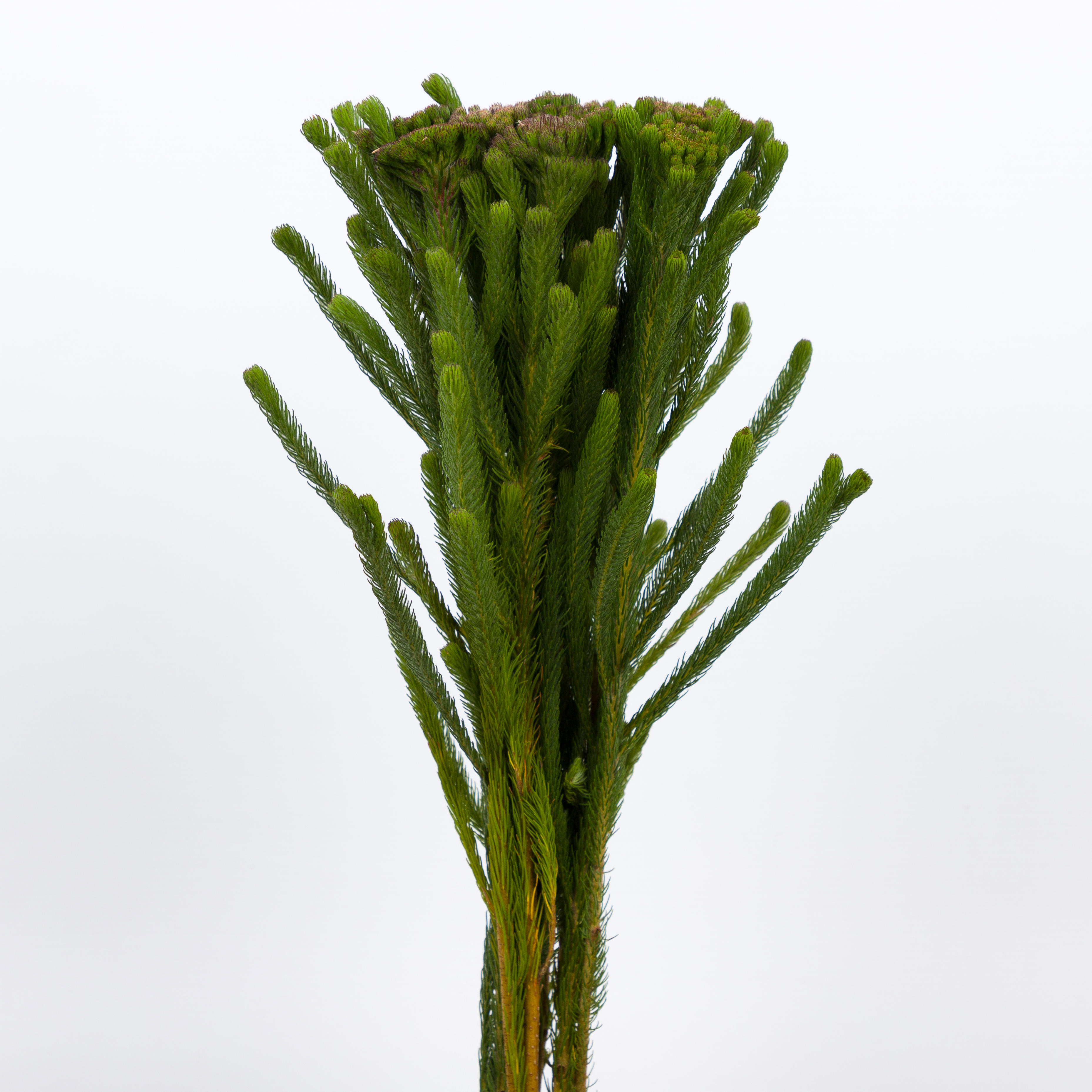10x Pg brunia albigreen 40cm