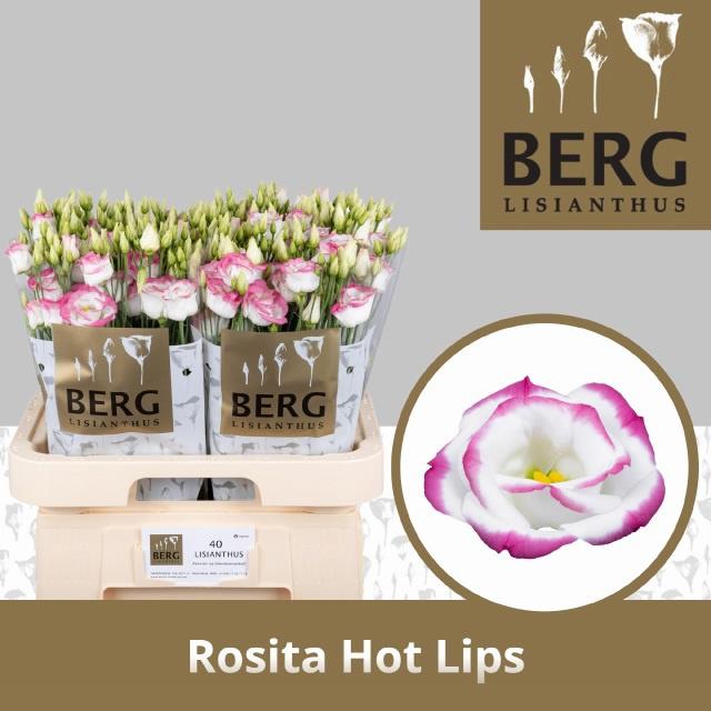 10x Eust.rosita hot lips du 70cm