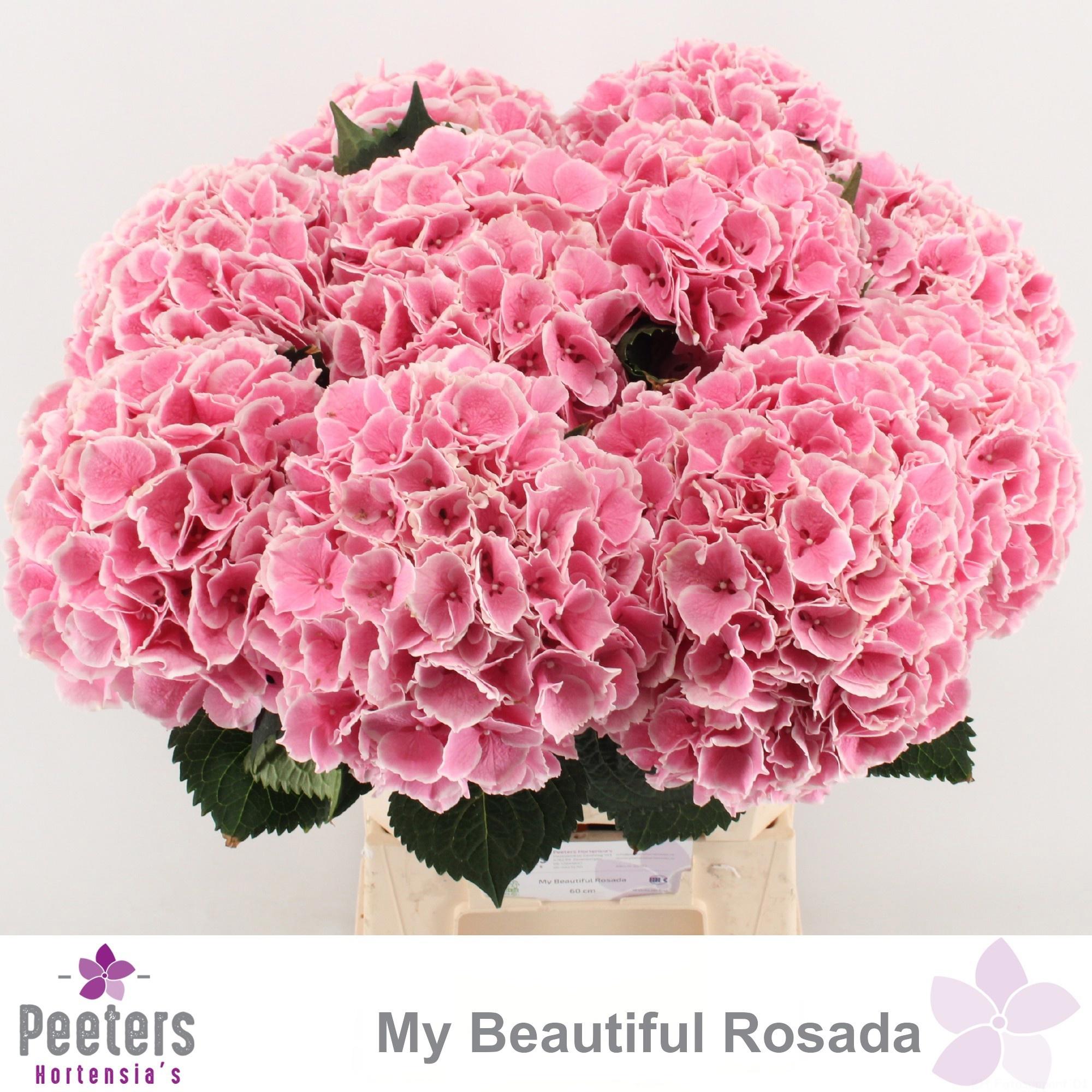 10x Hydr.my beautiful rosada 60cm