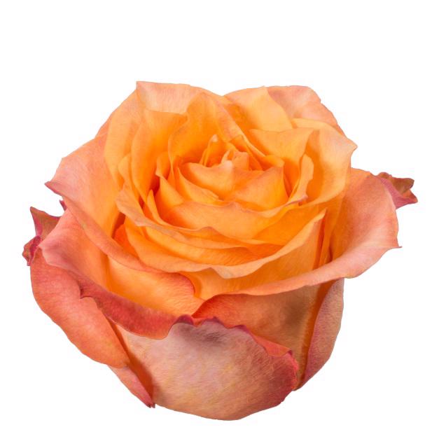 20x Rosa twilight 50cm