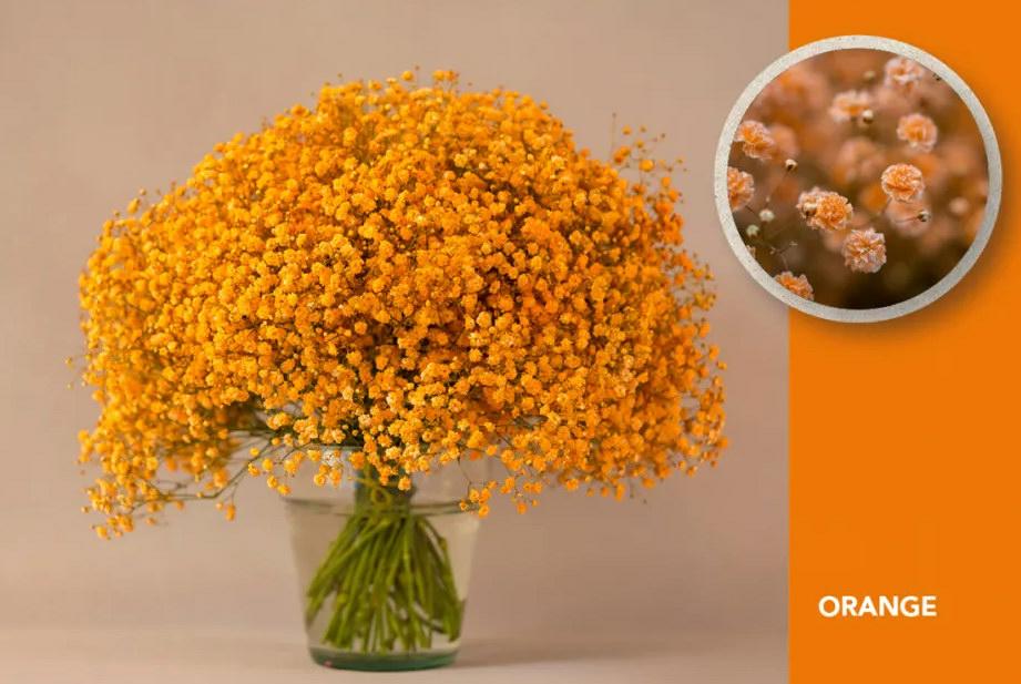 25x Gipskruid xlence oranje 80cm