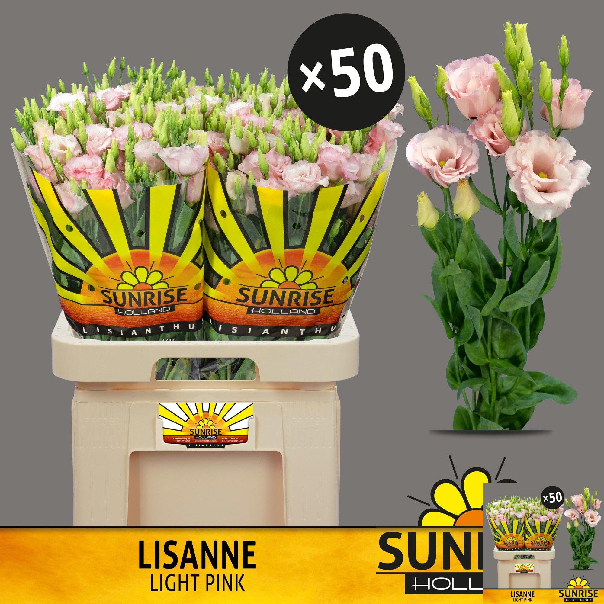 10x Eust.lisanne light pink du 70cm
