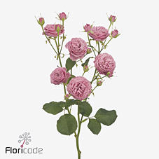 20x Rosa paradox! 50cm