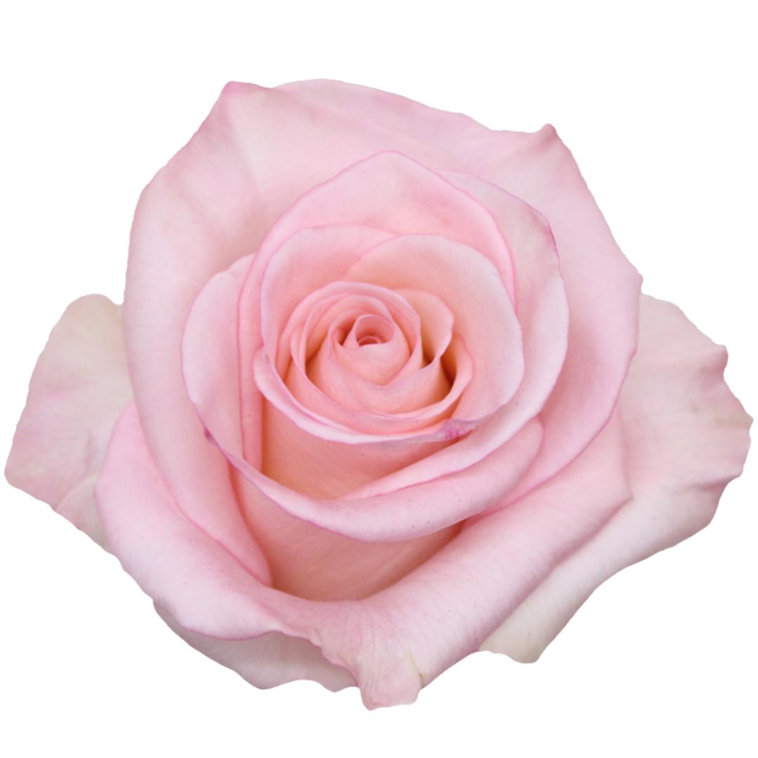 25x Rosa rhoslyn 50cm