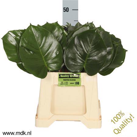 10x Sg monstera blad 40cm