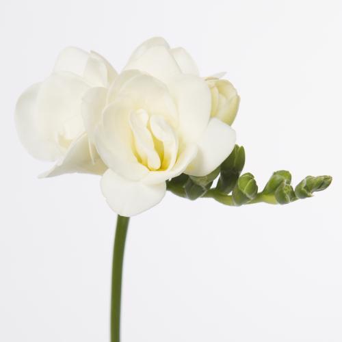 50x Freesia belleville du 50cm