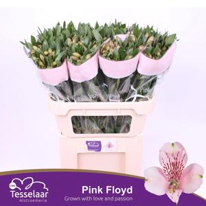 10x Alstroemeria pink floyd 70cm
