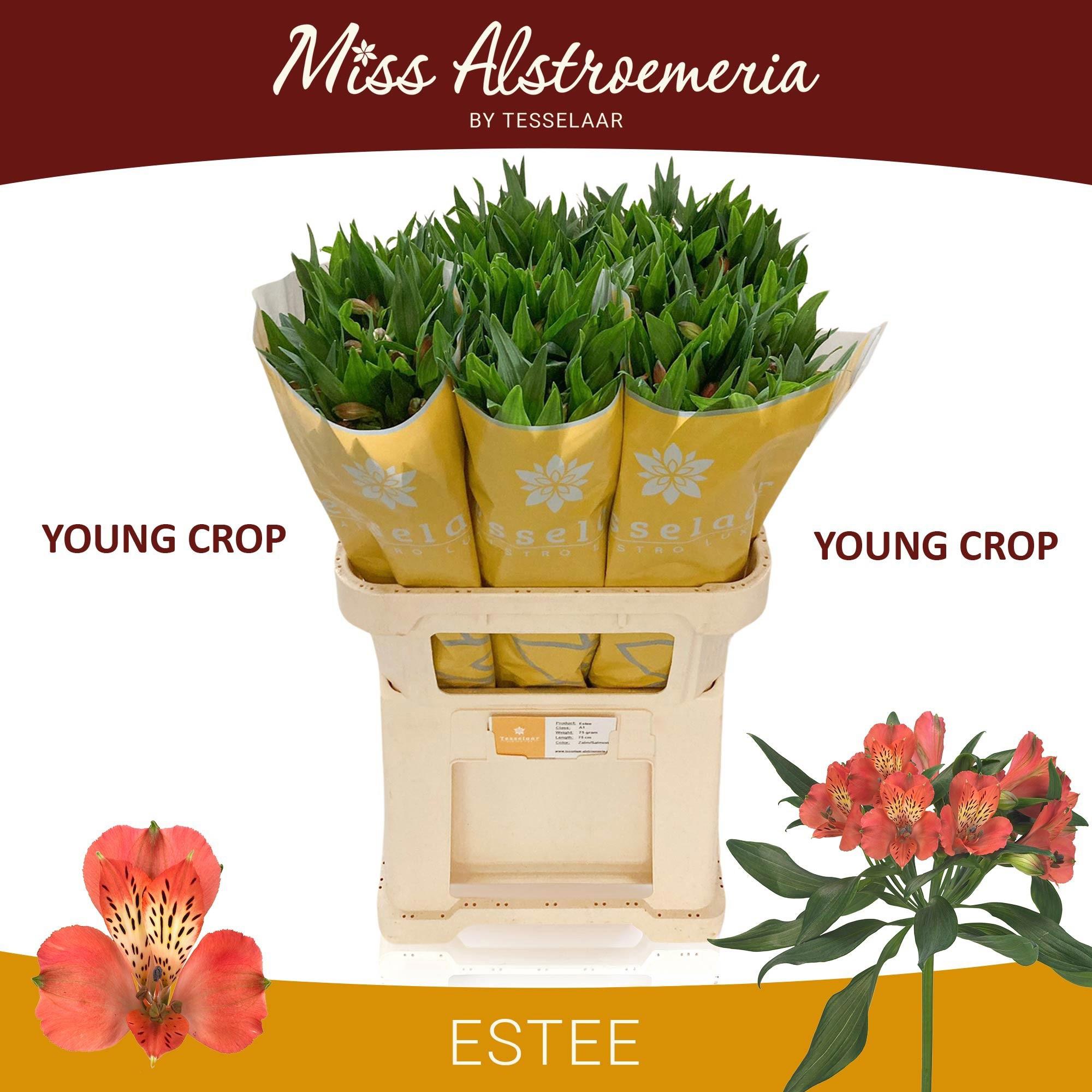10x Alstroemeria estee 70cm