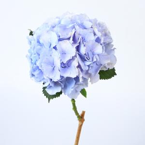 10x Hydr.verena blauw 80cm