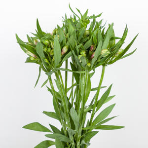 10x Alstroemeria elegance 70cm