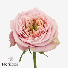 10x Rosa ophelia 60cm
