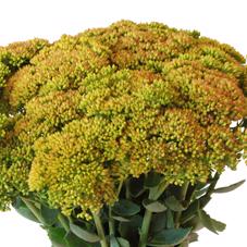 25x Sedum geel 50cm
