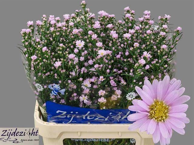 25x Aster claudia 80cm